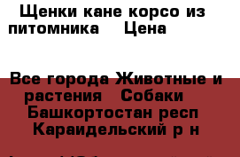 Щенки кане корсо из  питомника! › Цена ­ 65 000 - Все города Животные и растения » Собаки   . Башкортостан респ.,Караидельский р-н